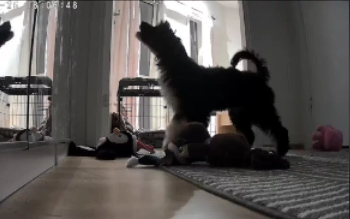 Pet cam captures puppy's heartbreaking reaction to being left alone