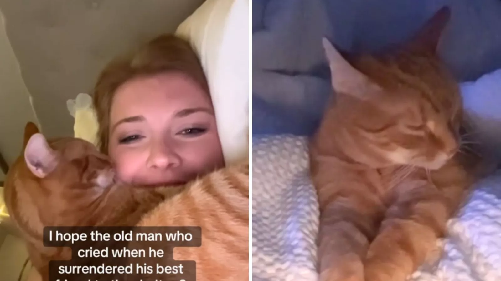 New owner has message for 80-year-old man who tried to help senior cat