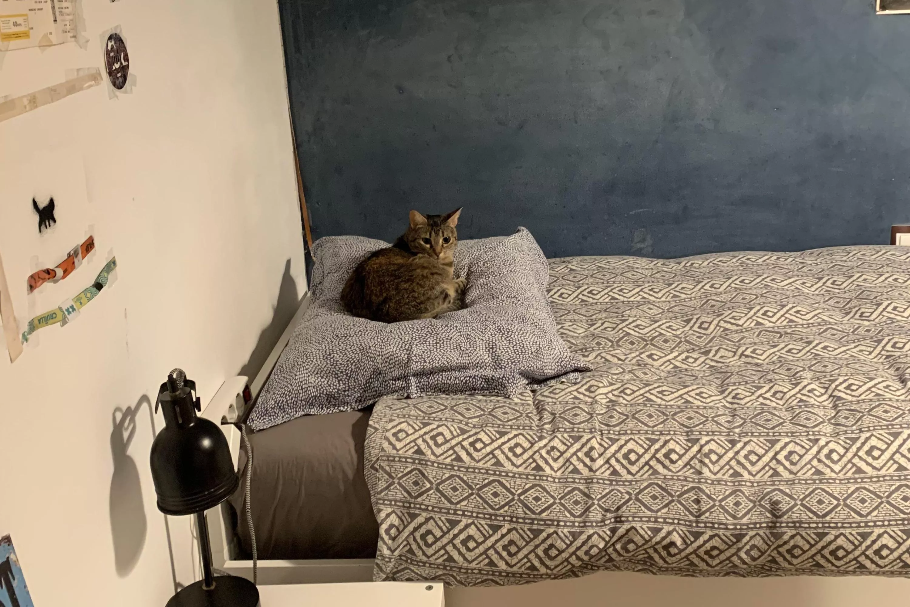 Woman returns home after 2 months away, can't believe cat's reaction
