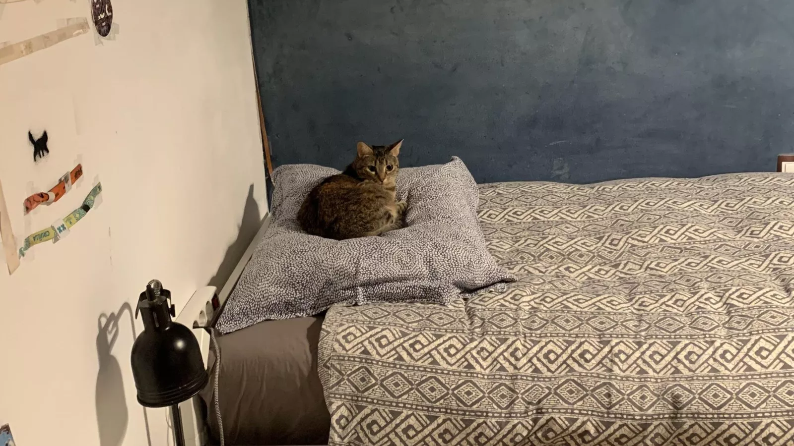 Woman returns home after 2 months away, can't believe cat's reaction