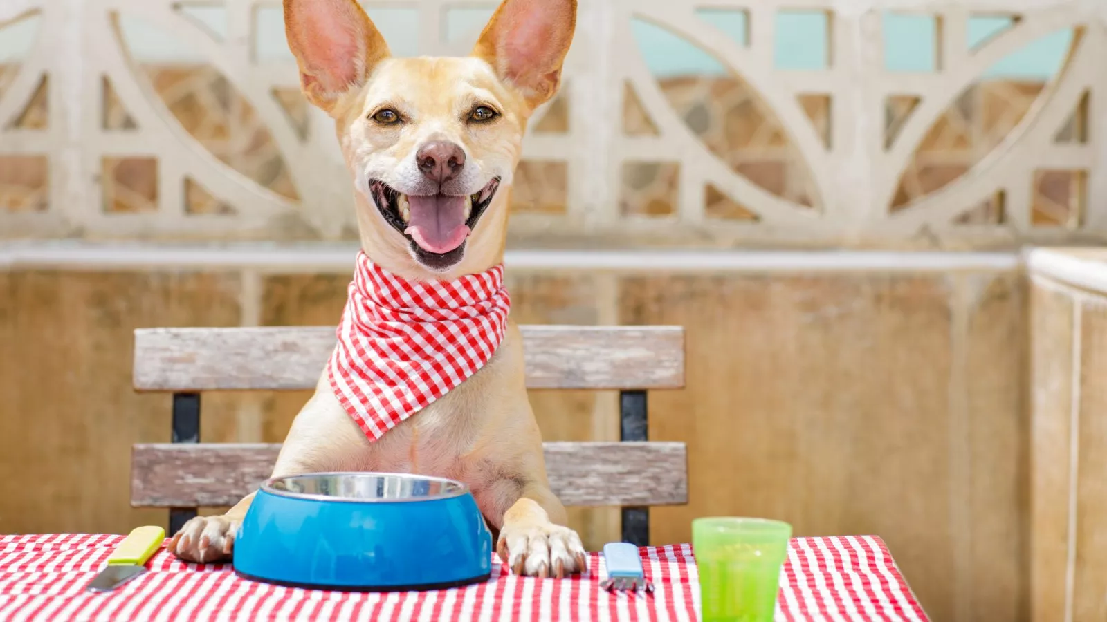 Dog food recall sparks warning for pet owners in 7 states