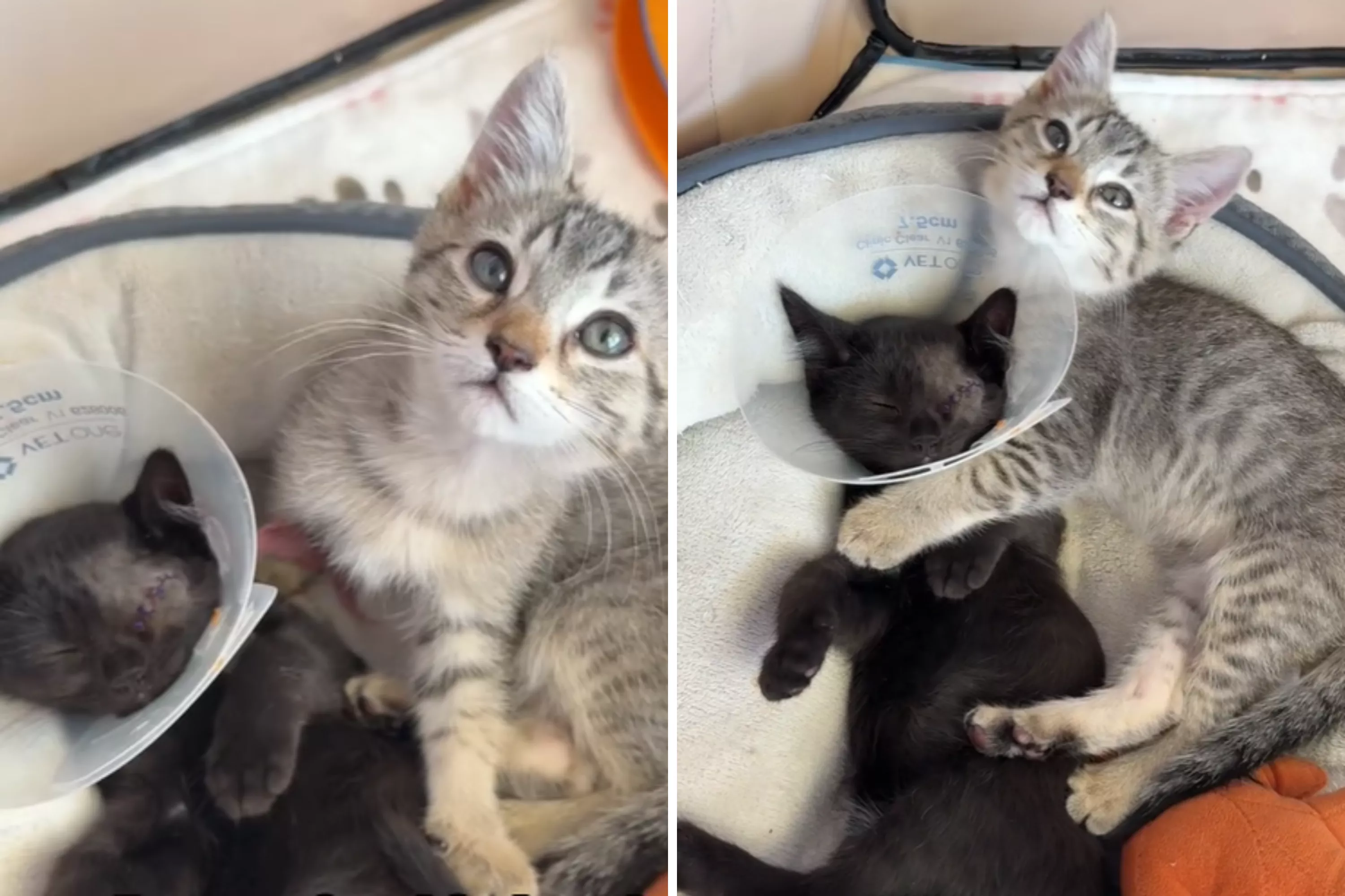 Watch how bonded kitten protects brother after eye surgery: 'the best'