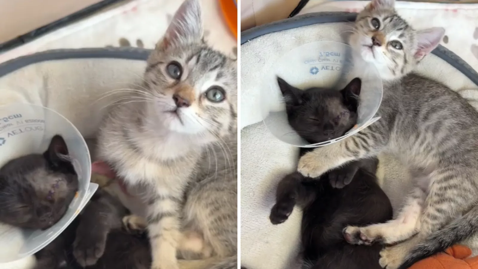 Watch how bonded kitten protects brother after eye surgery: 'the best'