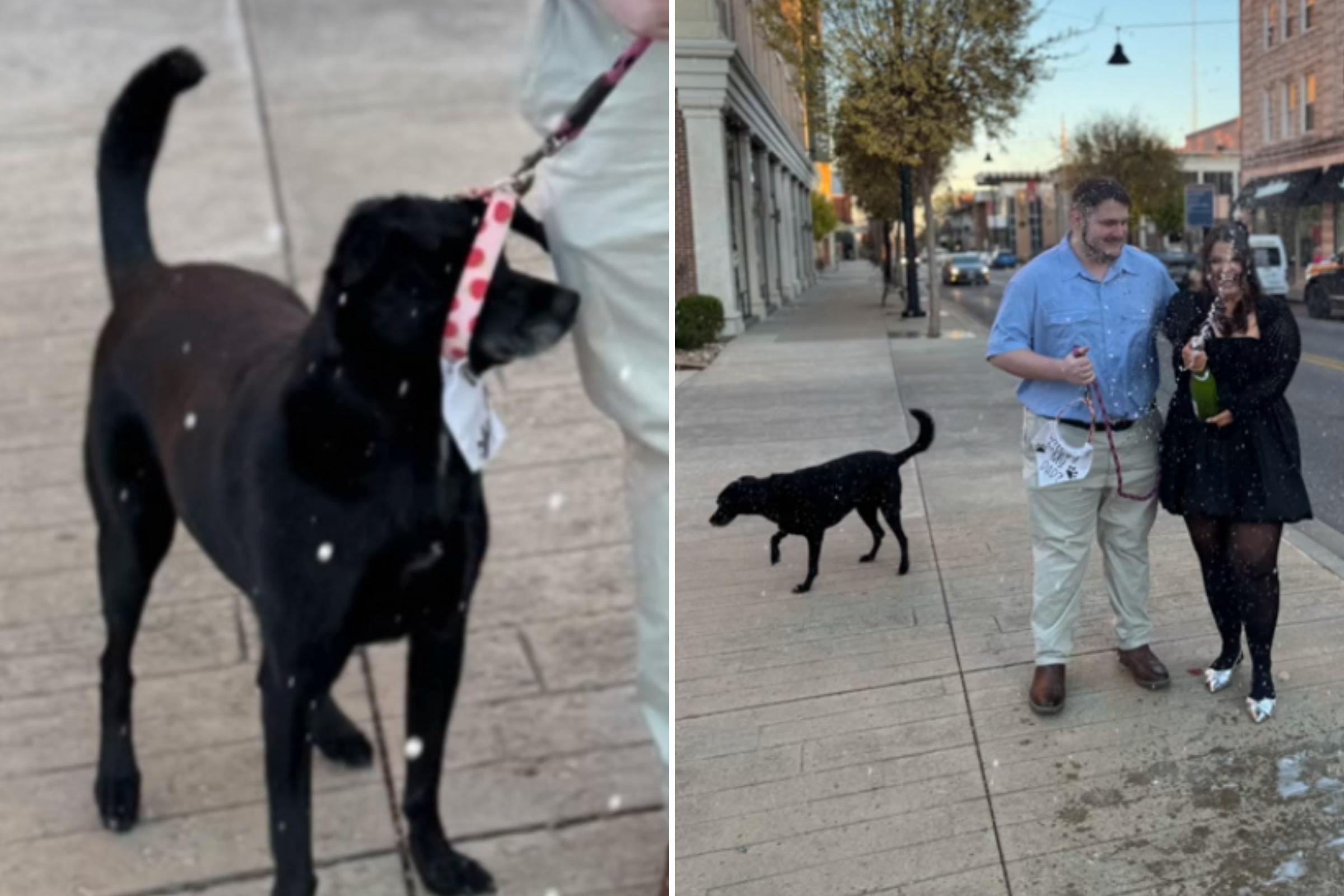 Ollie the rescue Labrador mix slipping out of her collar and walking off during the engagement. (TikTok)