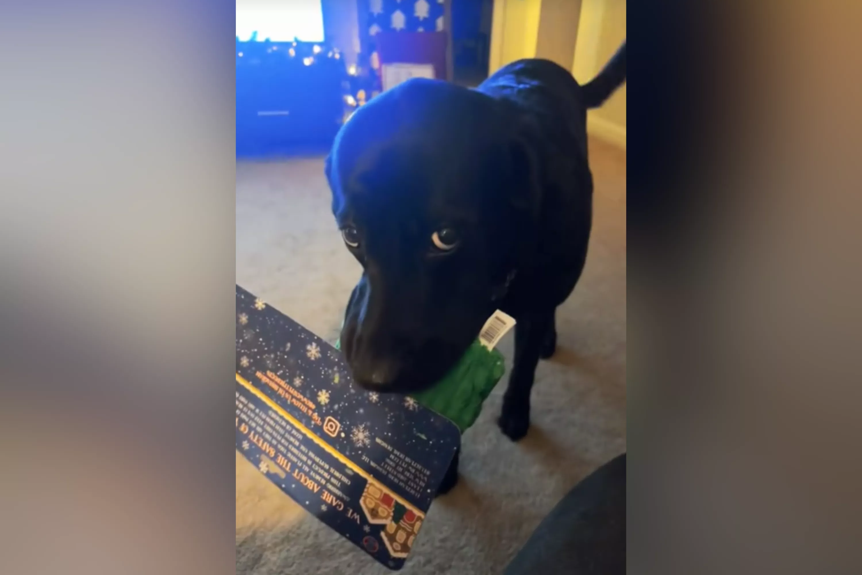 Labrador's face as he's caught finding Christmas gift has internet crying