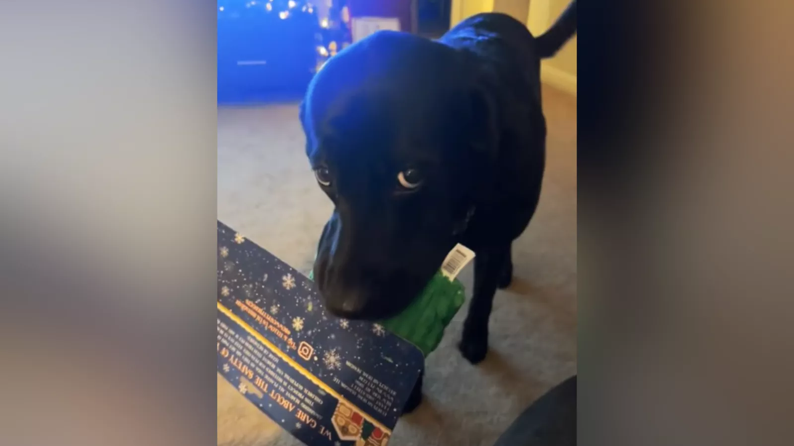Labrador's face as he's caught finding Christmas gift has internet crying