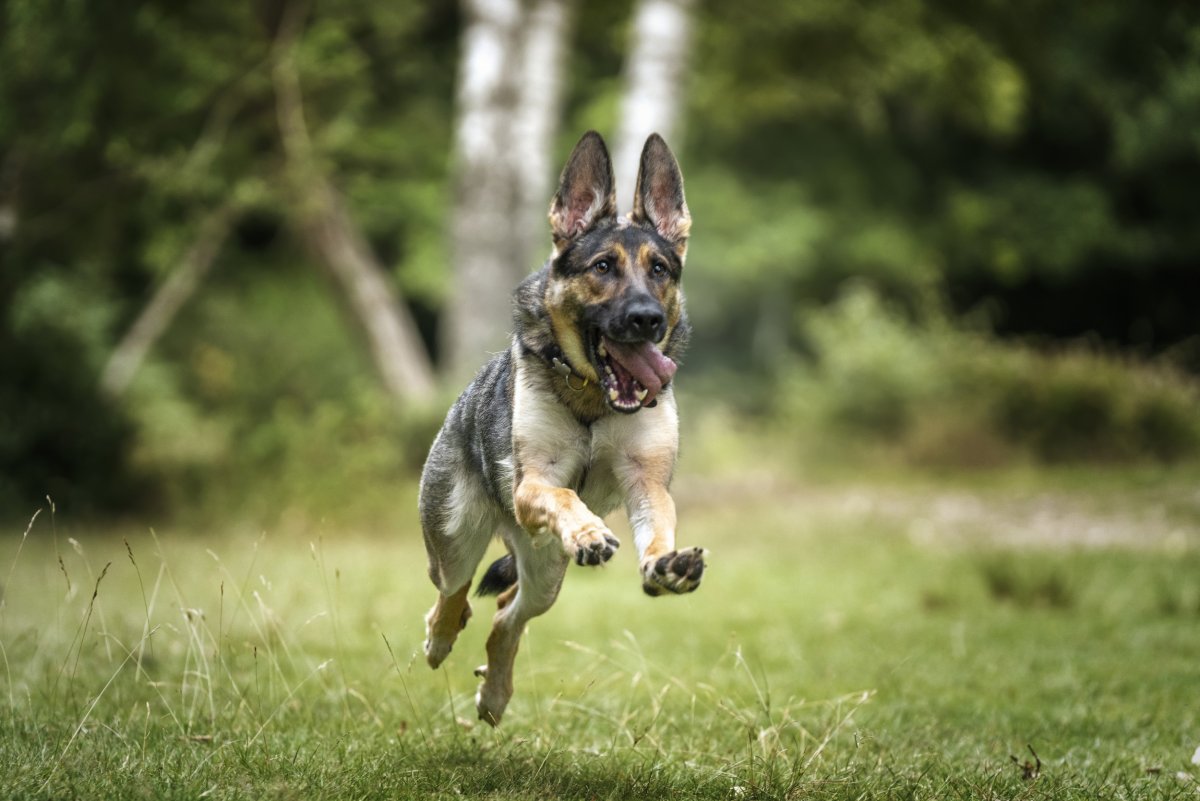 German shepherd running