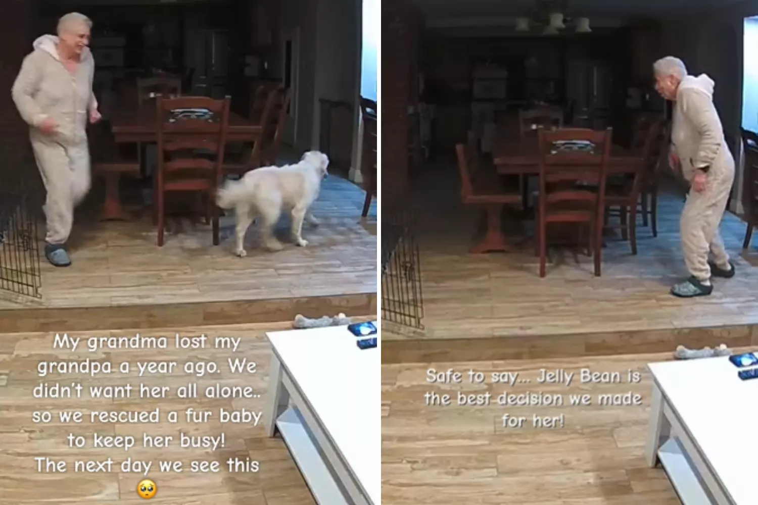 Family rescue dog for widowed gran, can't cope with what they see on petcam