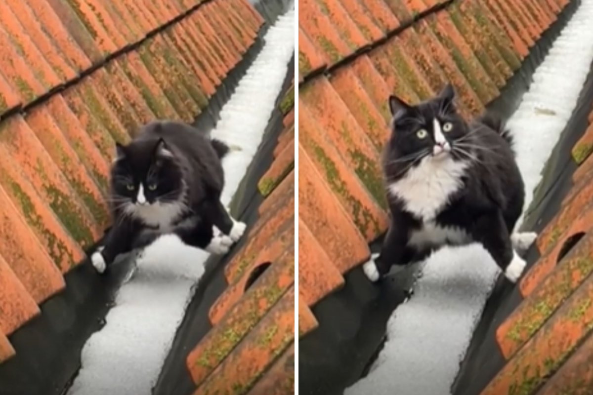 Cat walking across snowy roof