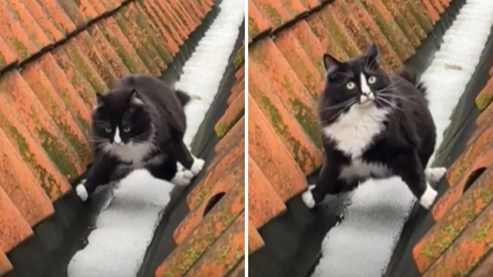Cat's hilarious snow-avoidance tactic has internet in stitches
