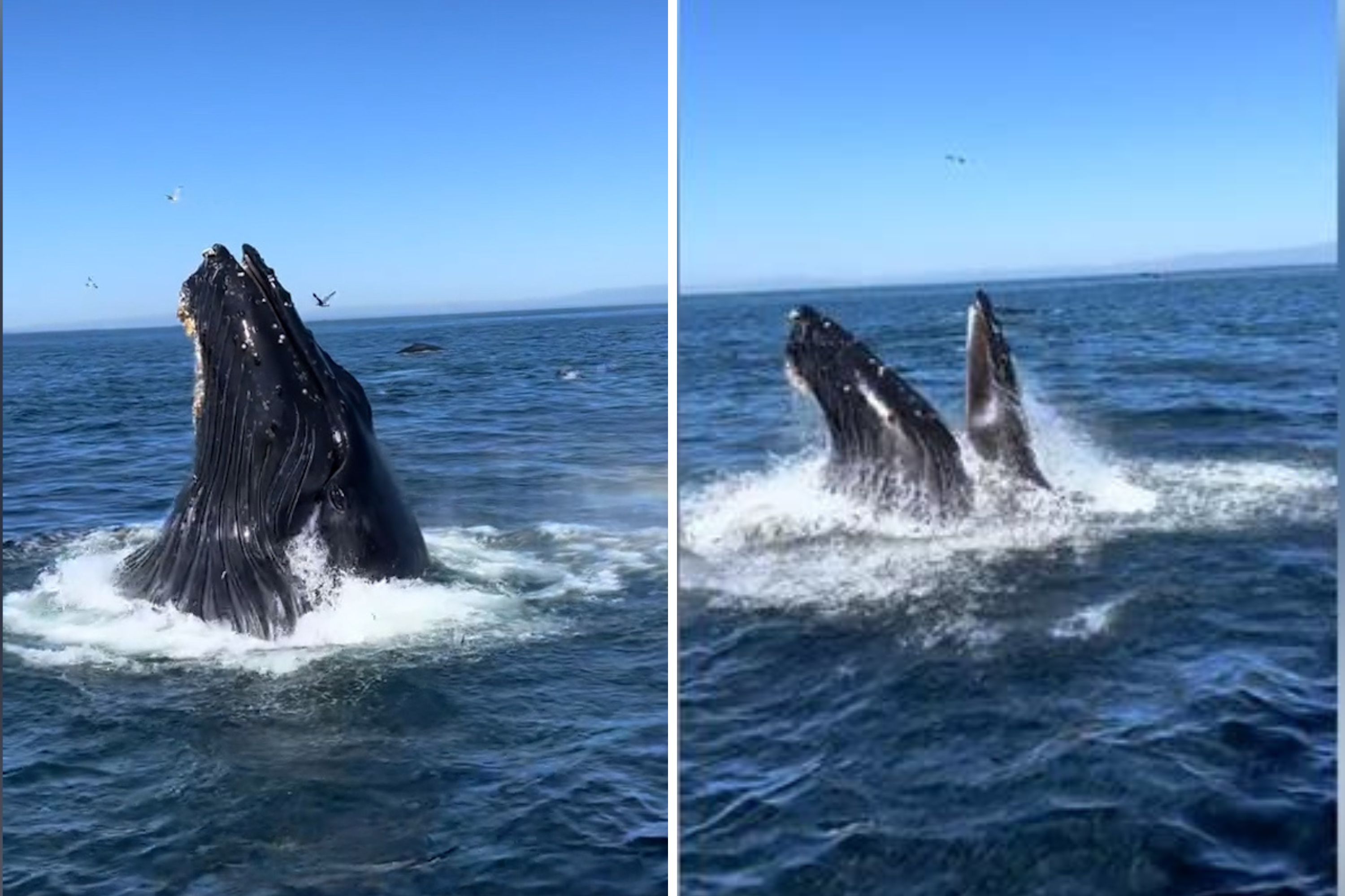 Marine biologist captures stunning humpback whale sighting in ...