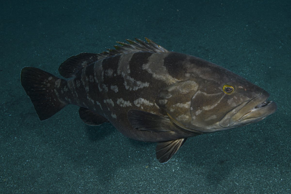 Long tooth grouper fish