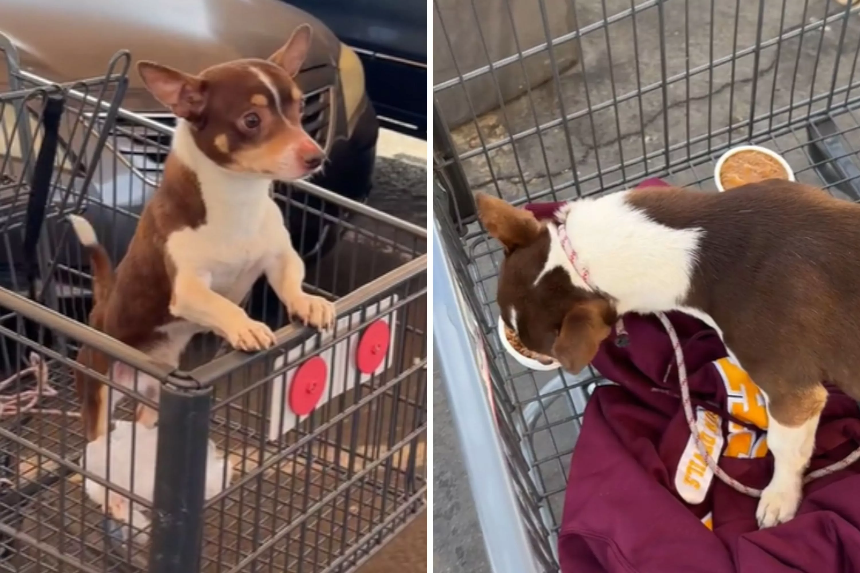 Woman finds puppy abandoned in shopping cart -- Then something amazing occurs