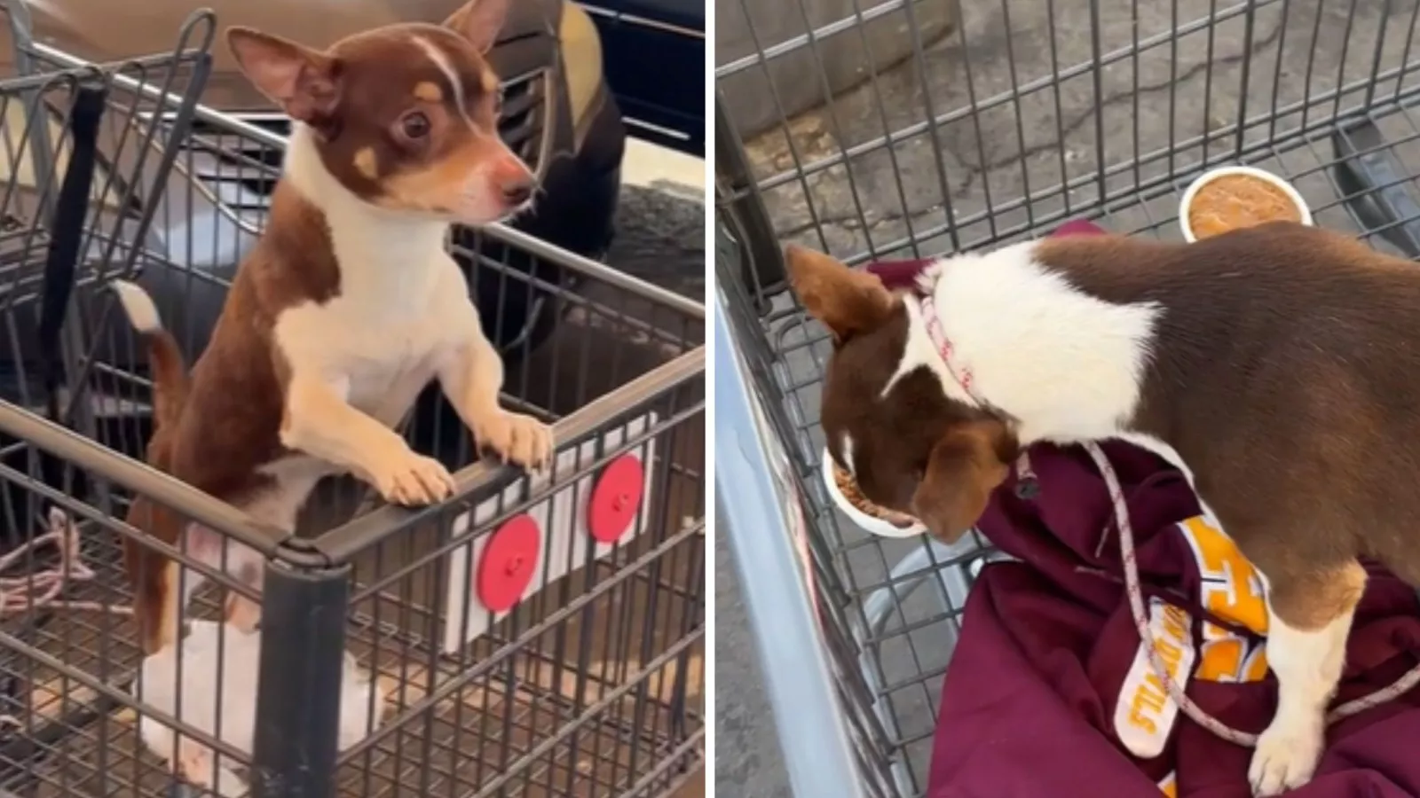 Woman finds puppy abandoned in shopping cart -- Then something amazing occurs