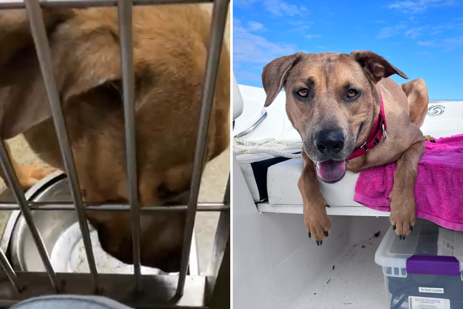 Rescue Dog Living Best Life After Adoption Wins Pet of the Week