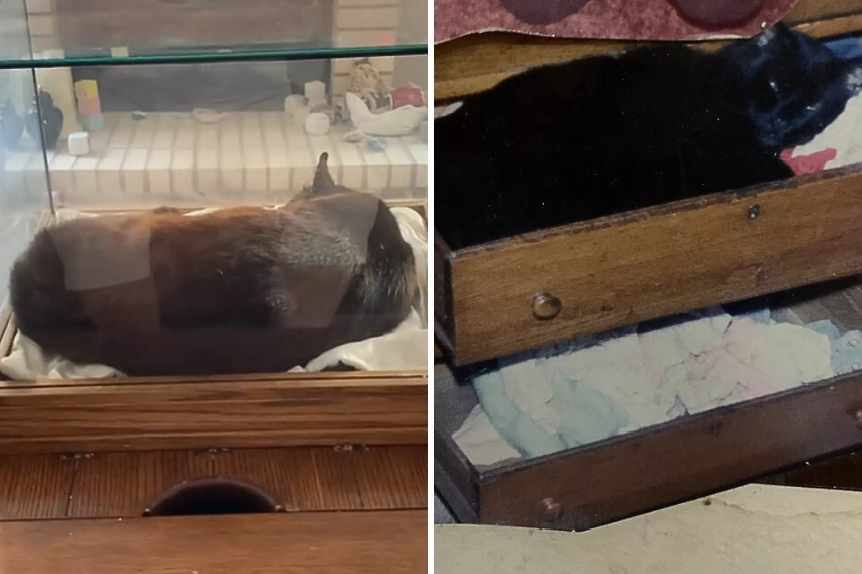 Woman's revelation about cat freeze-dried since he died in 1992 goes viral