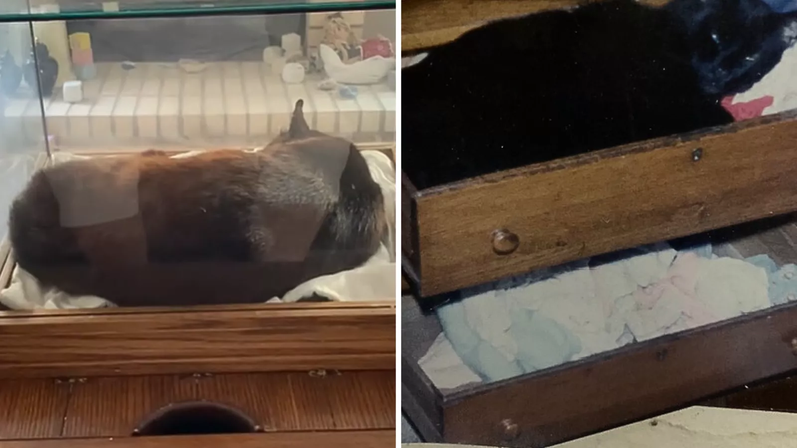 Woman's revelation about cat freeze-dried since he died in 1992 goes viral