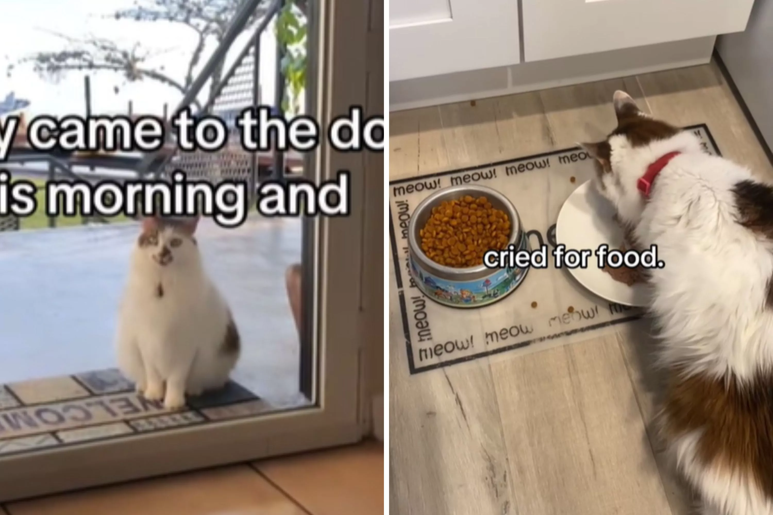 Owner has no idea what cat doing all day, then gets voicemail from neighbor