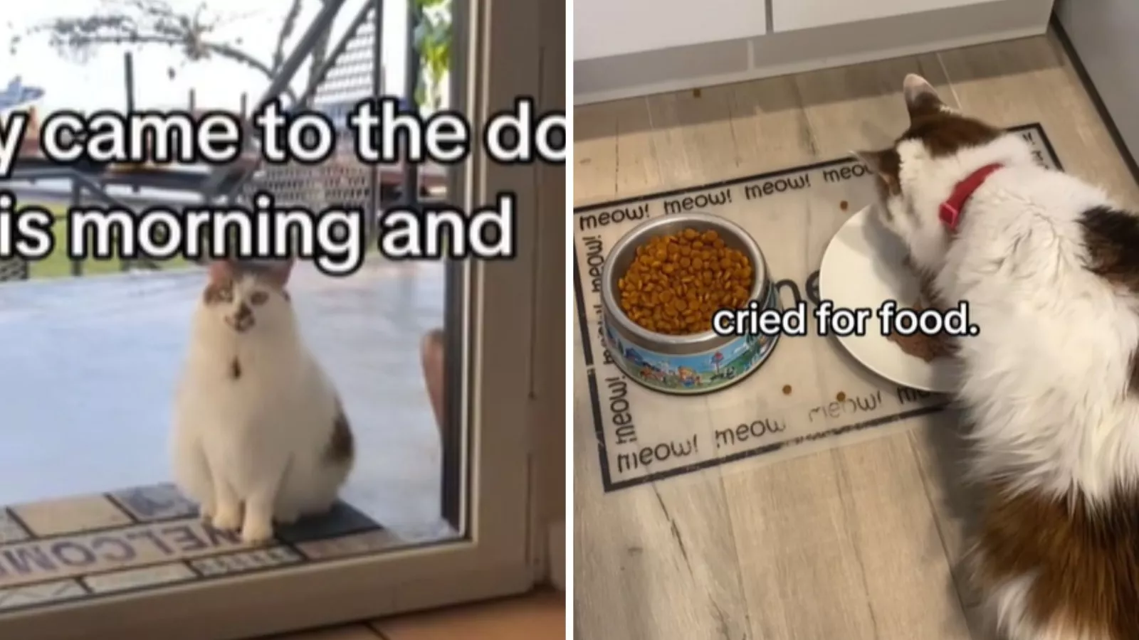 Owner has no idea what cat doing all day, then gets voicemail from neighbor
