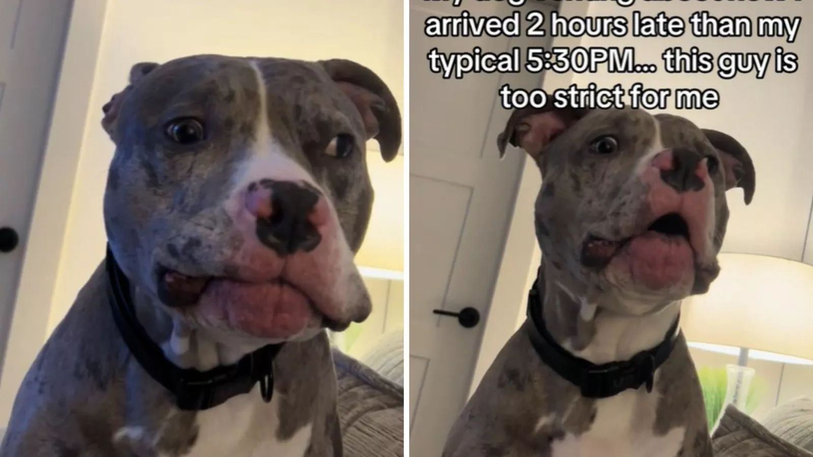 Owner shows up 2 hours late, and her dog's reaction says it all