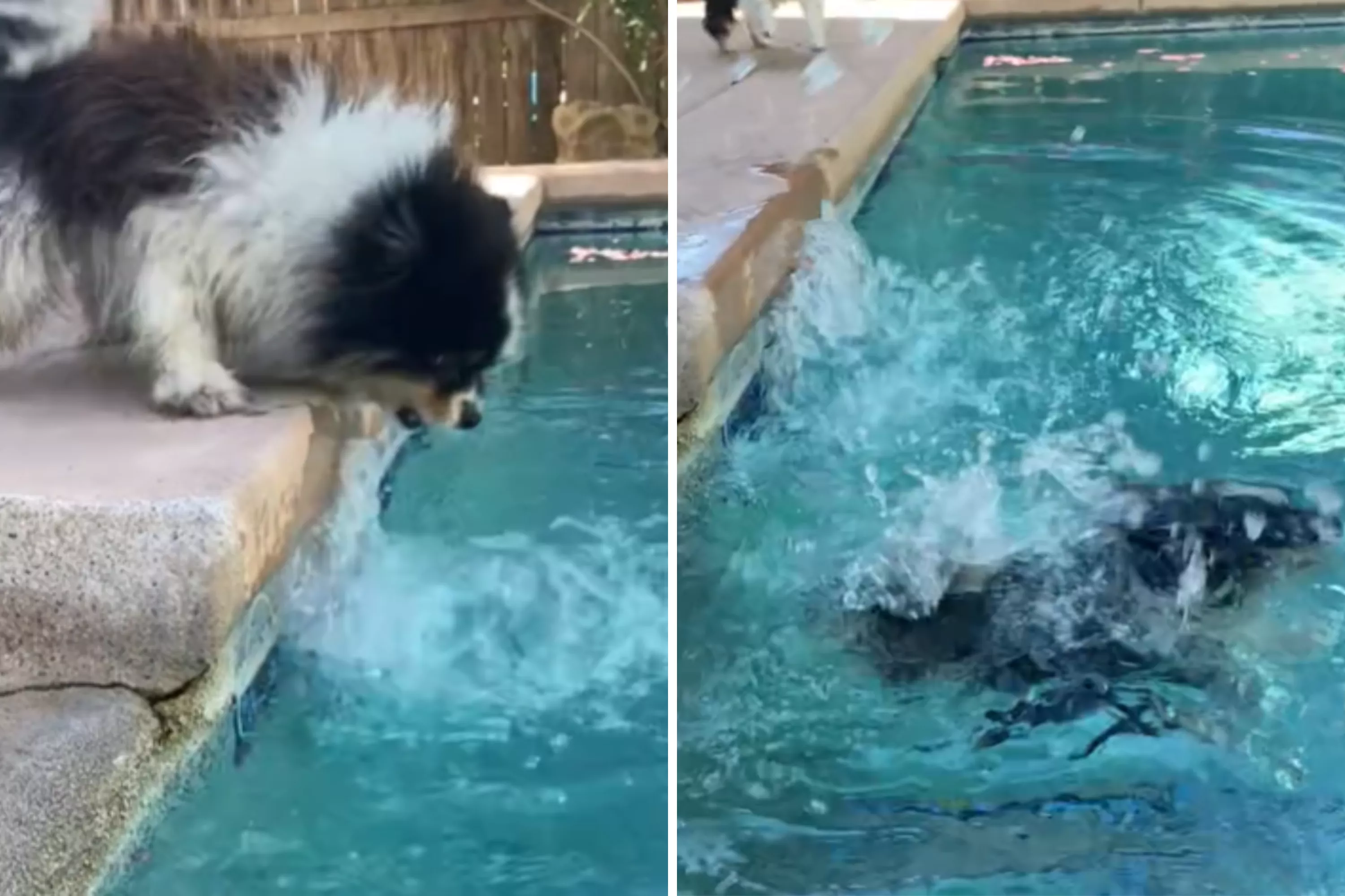 Tiny Pomeranian trying to "attack" owner's pool has internet in stitches