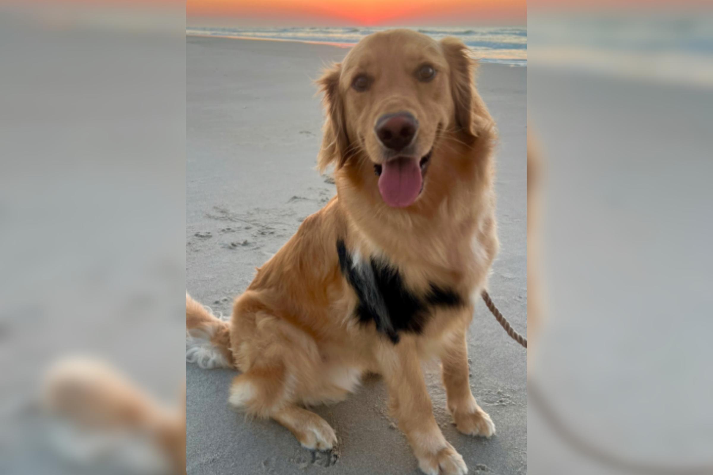 Peeta the golden retriever rescue with a birthmark on his chest. (@peeta_the_golden / TikTok)