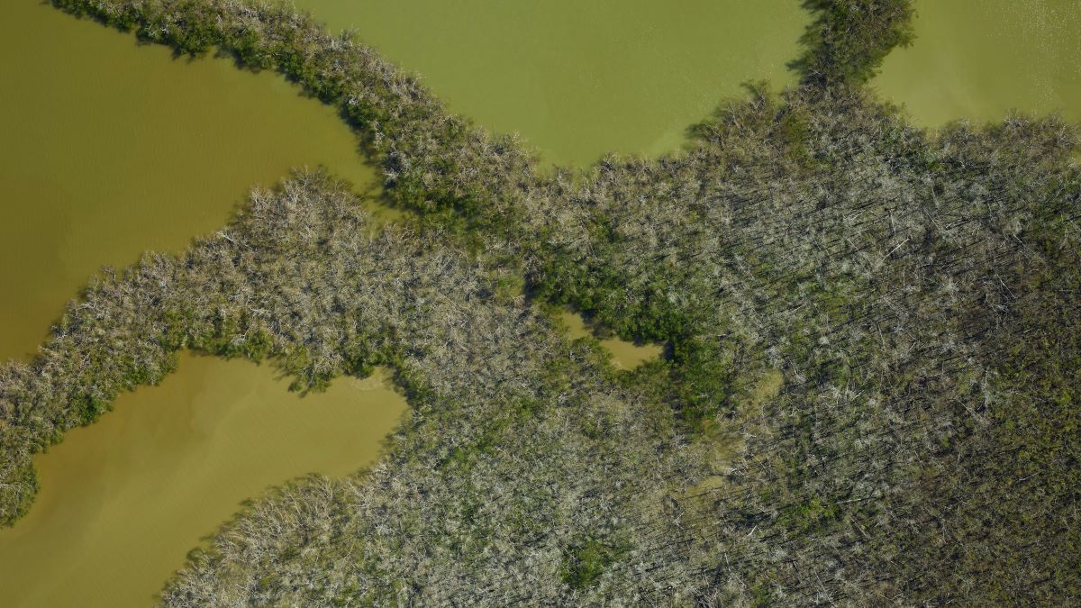 NASA images reveal “ghost forests” in Florida