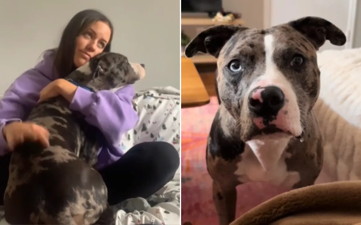 Volunteer takes shelter dog out for "day trip", never returns her