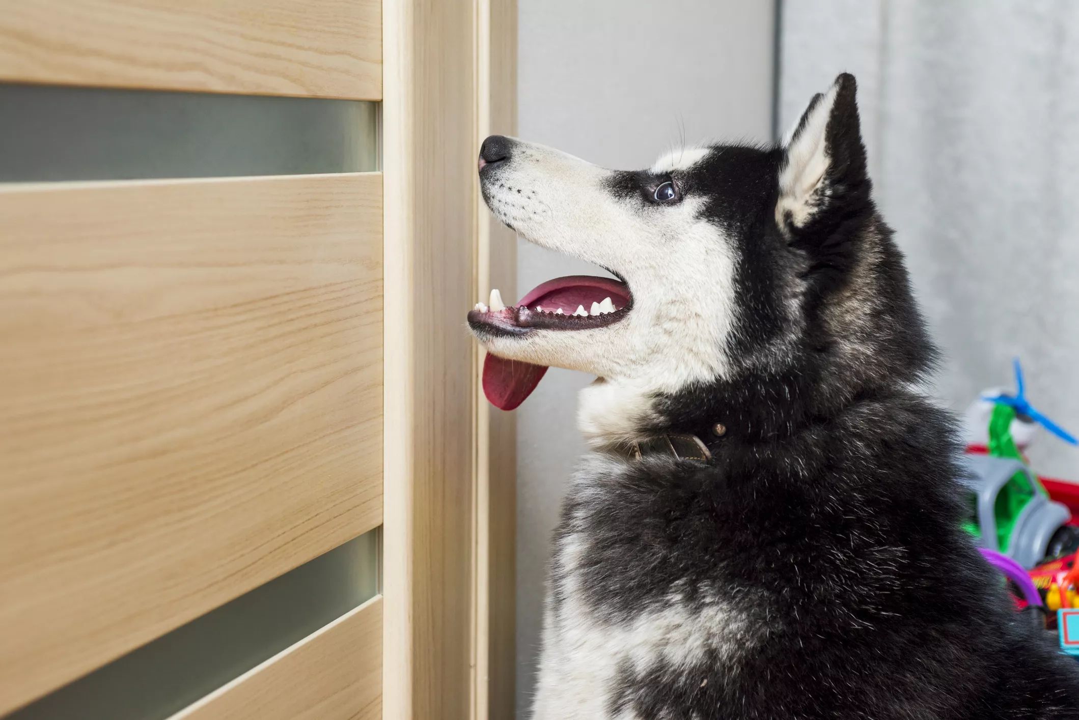 Hilarity as Man captures wife and pet husky's vocal argument -- "Valid points"