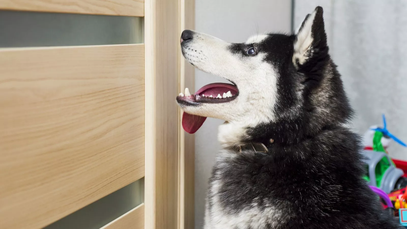 Hilarity as Man captures wife and pet husky's vocal argument -- "Valid points"