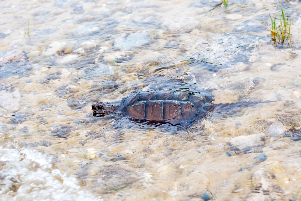 Snapping turtle in a lake.