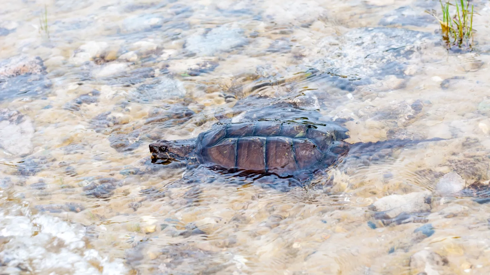 Turtle hibernating in frozen lake intrigues internet: "What the heck?"