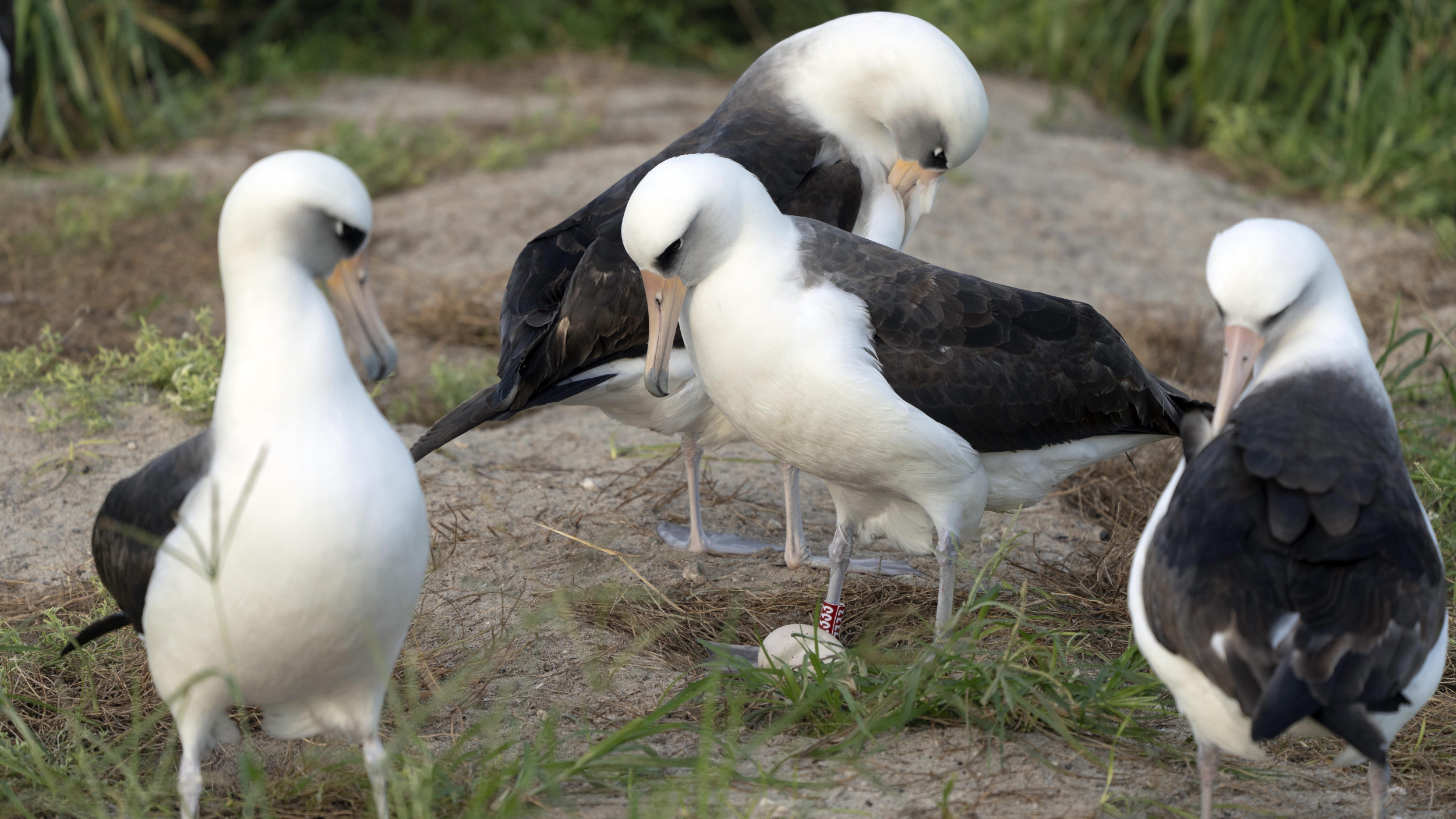 World's Oldest Wild Bird Lays Egg at 74