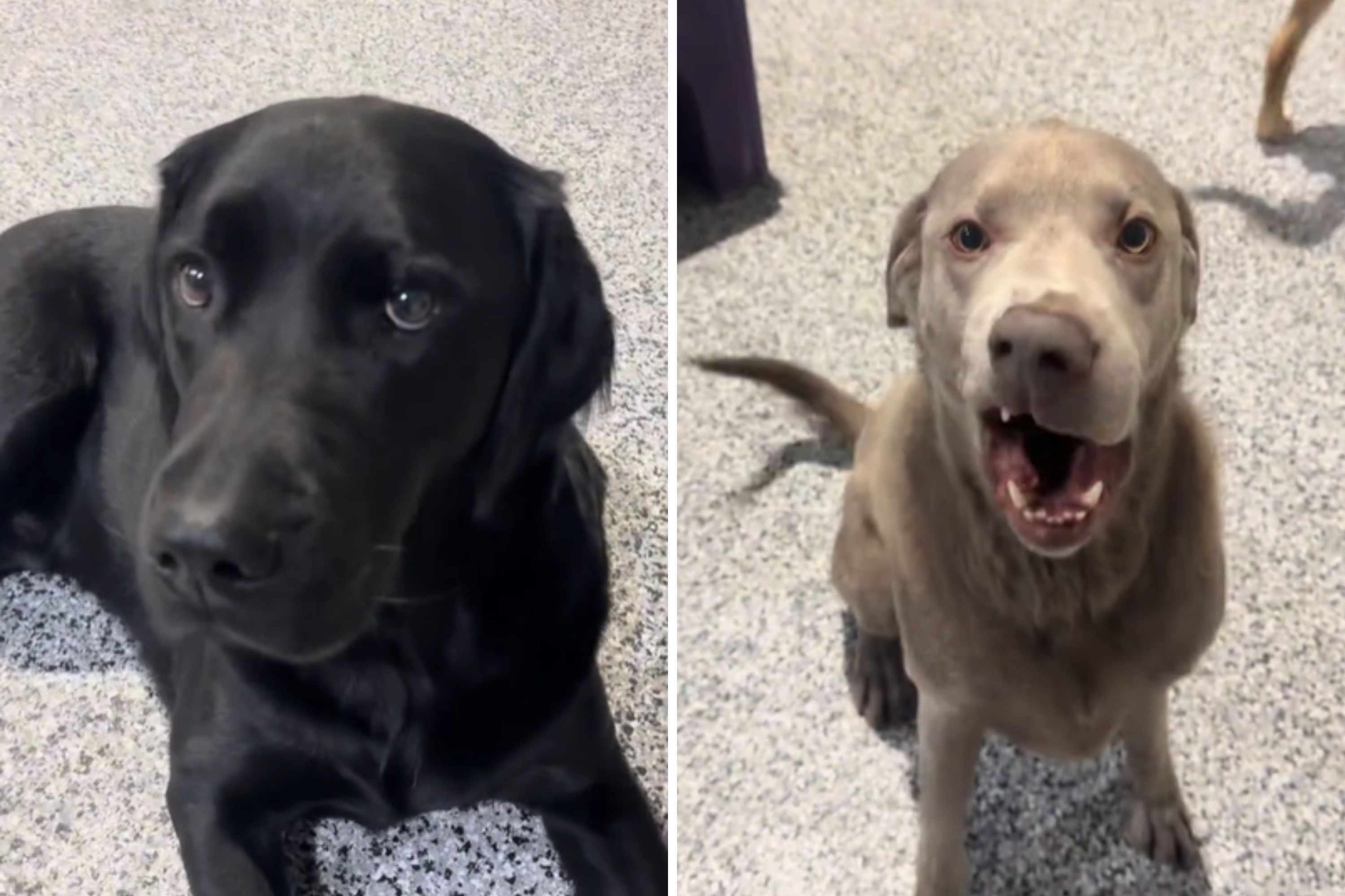 Risas sobre el video de la guarder a canina que muestra las razas raras que tiene 1