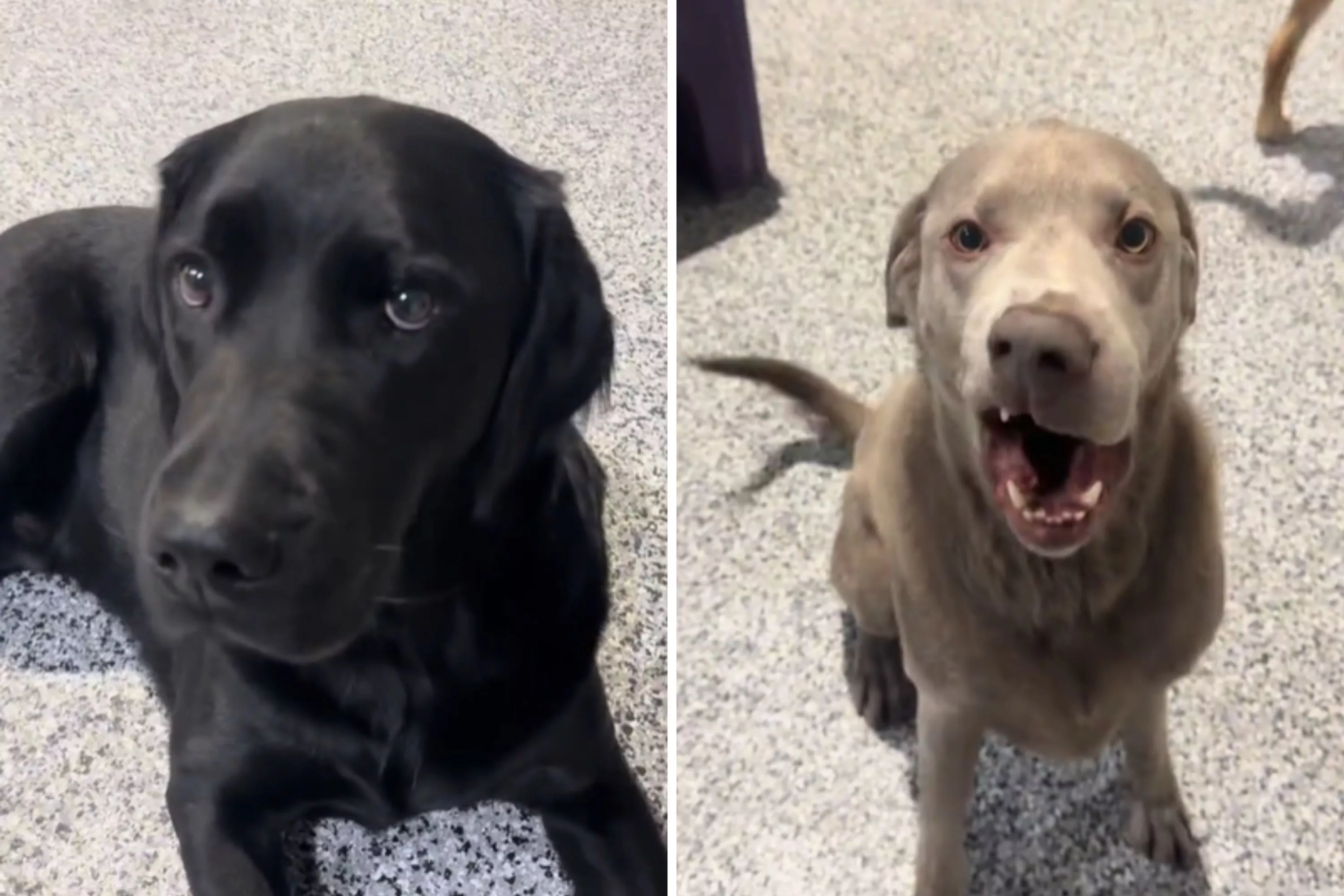 Laughter over doggy day care's video showing the "rare" breeds it has