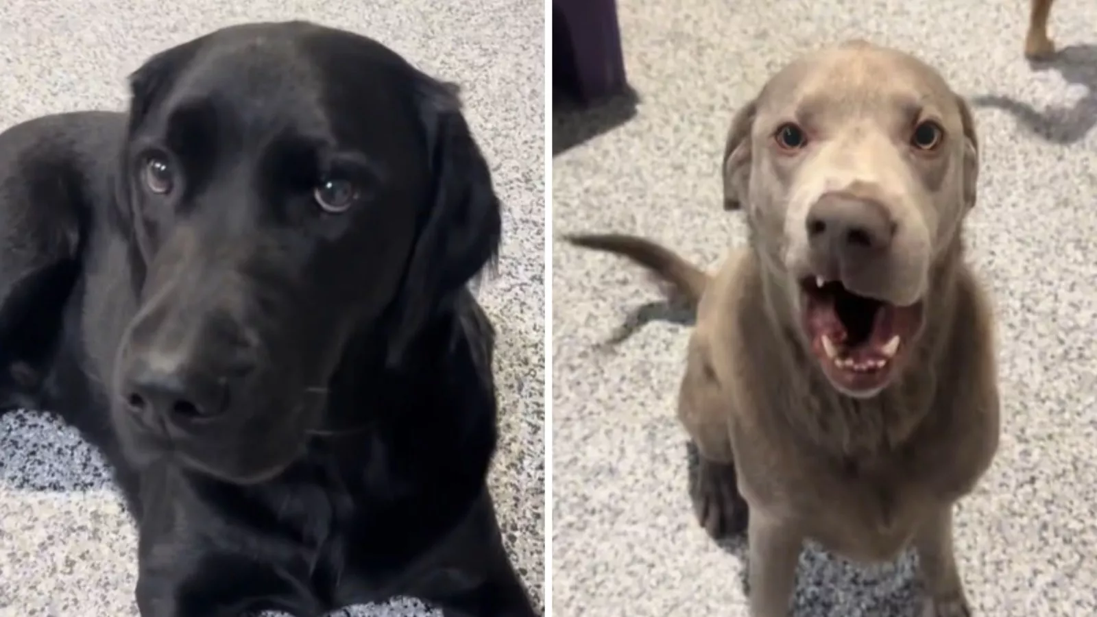 Laughter over doggy day care's video showing the "rare" breeds it has