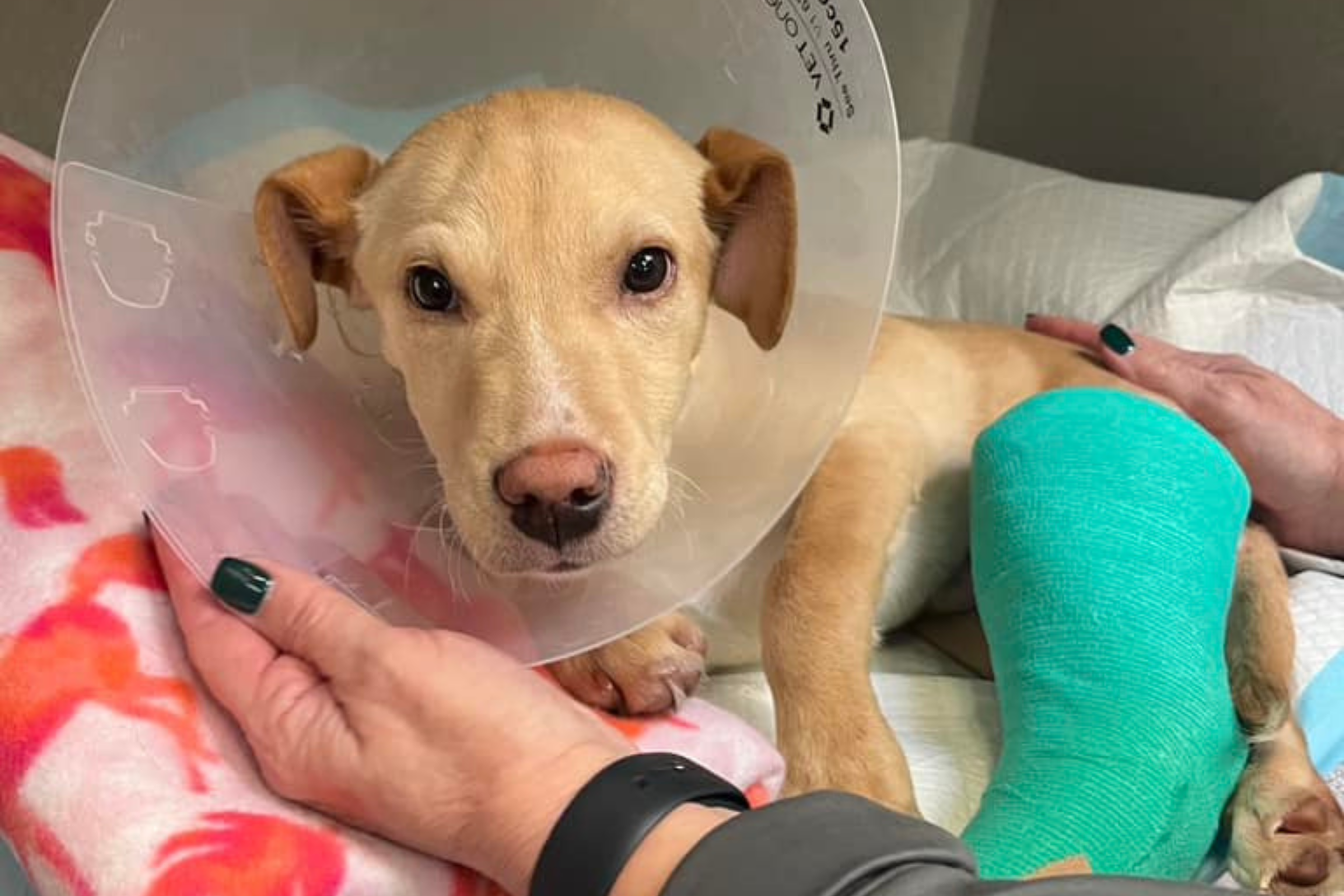 Puppies From Windham Plane Crash Cheated Death Twice