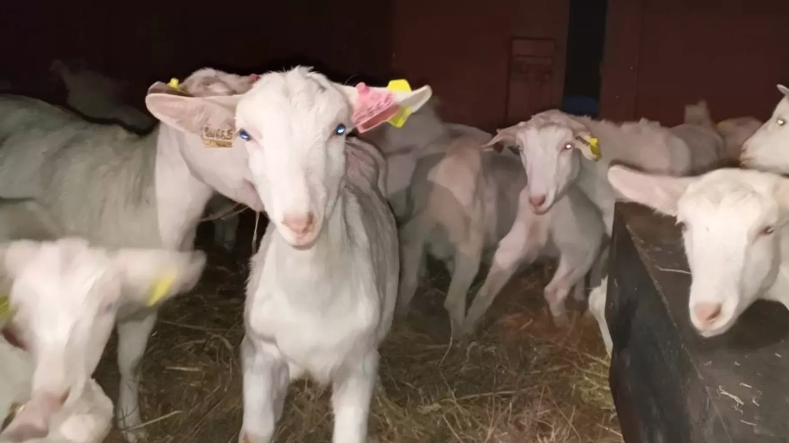 Russia Sends Pedigree Goats to North Korea in Symbol of Cooperation Russia Sends Pedigree Goats to North Korea in Symbol of Cooperation