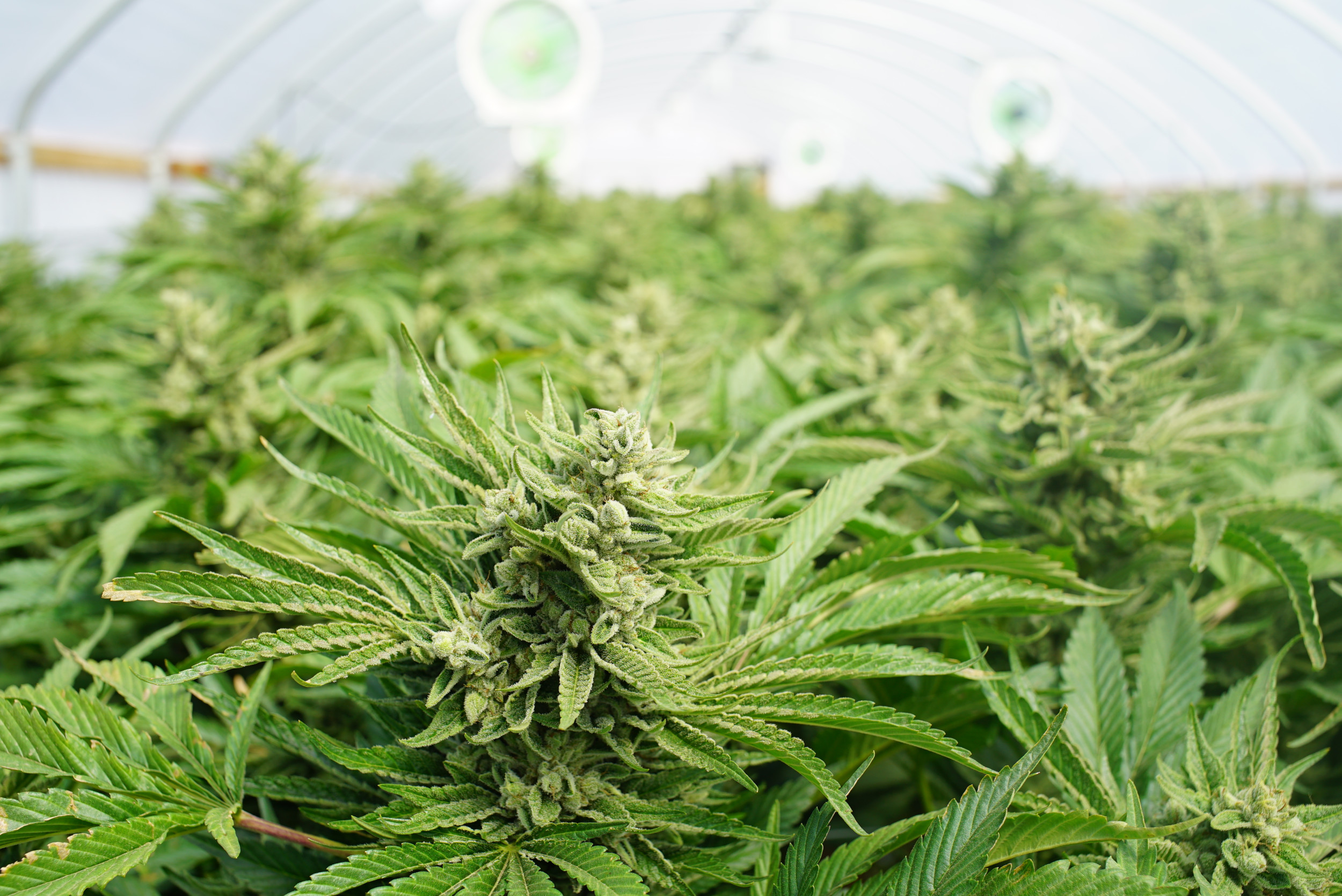 Weed Recall: California Issues Warnings About Vapes