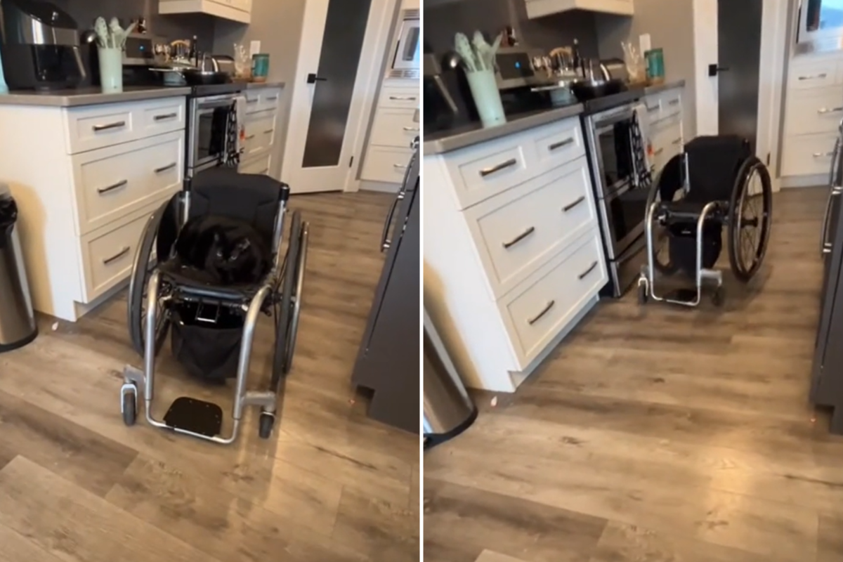 Cat steals wheelchair