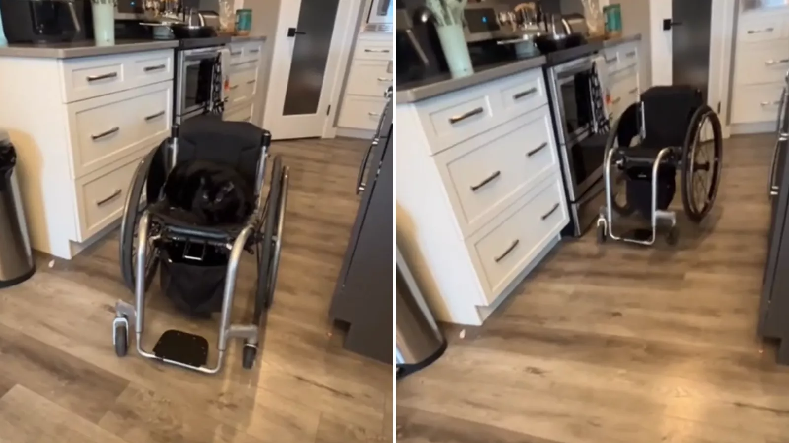 Heartwarming Moment: Cat Steals Paralympic Athlete’s Wheelchair Heartwarming Moment: Cat Steals Paralympic Athlete’s Wheelchair