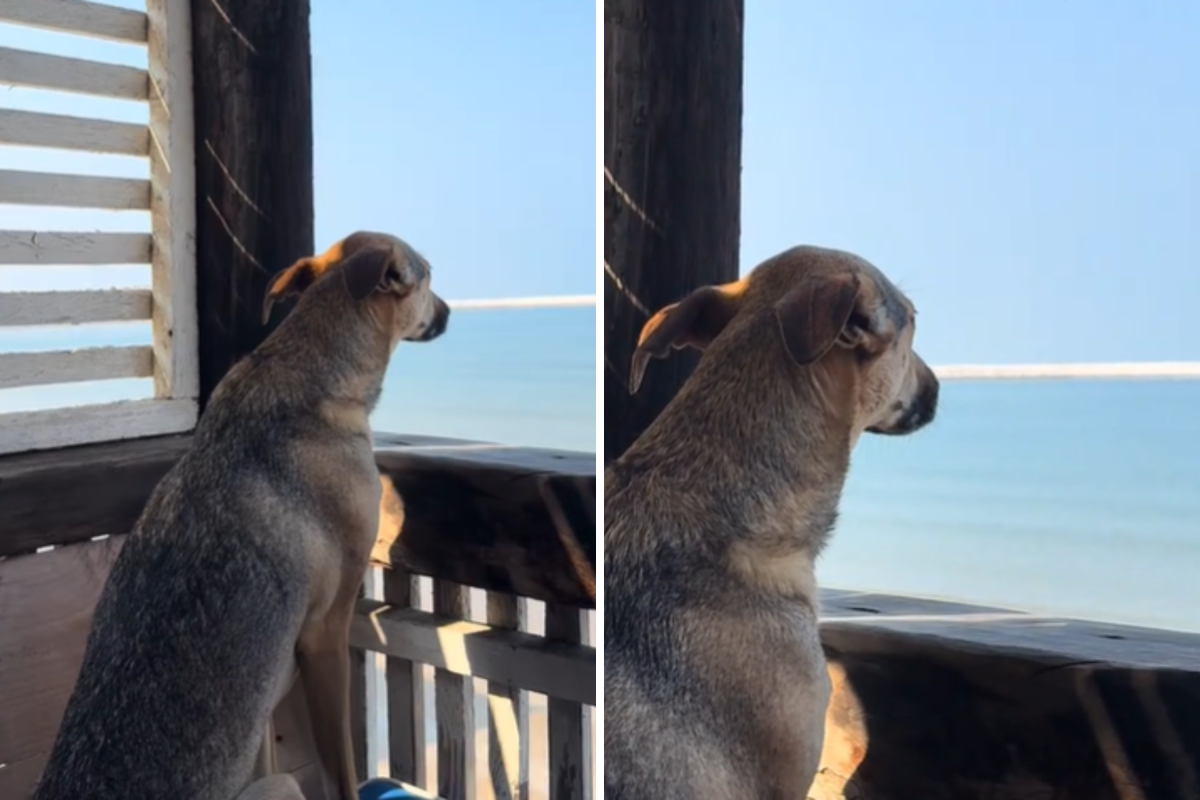 Rescue dog looks at ocean