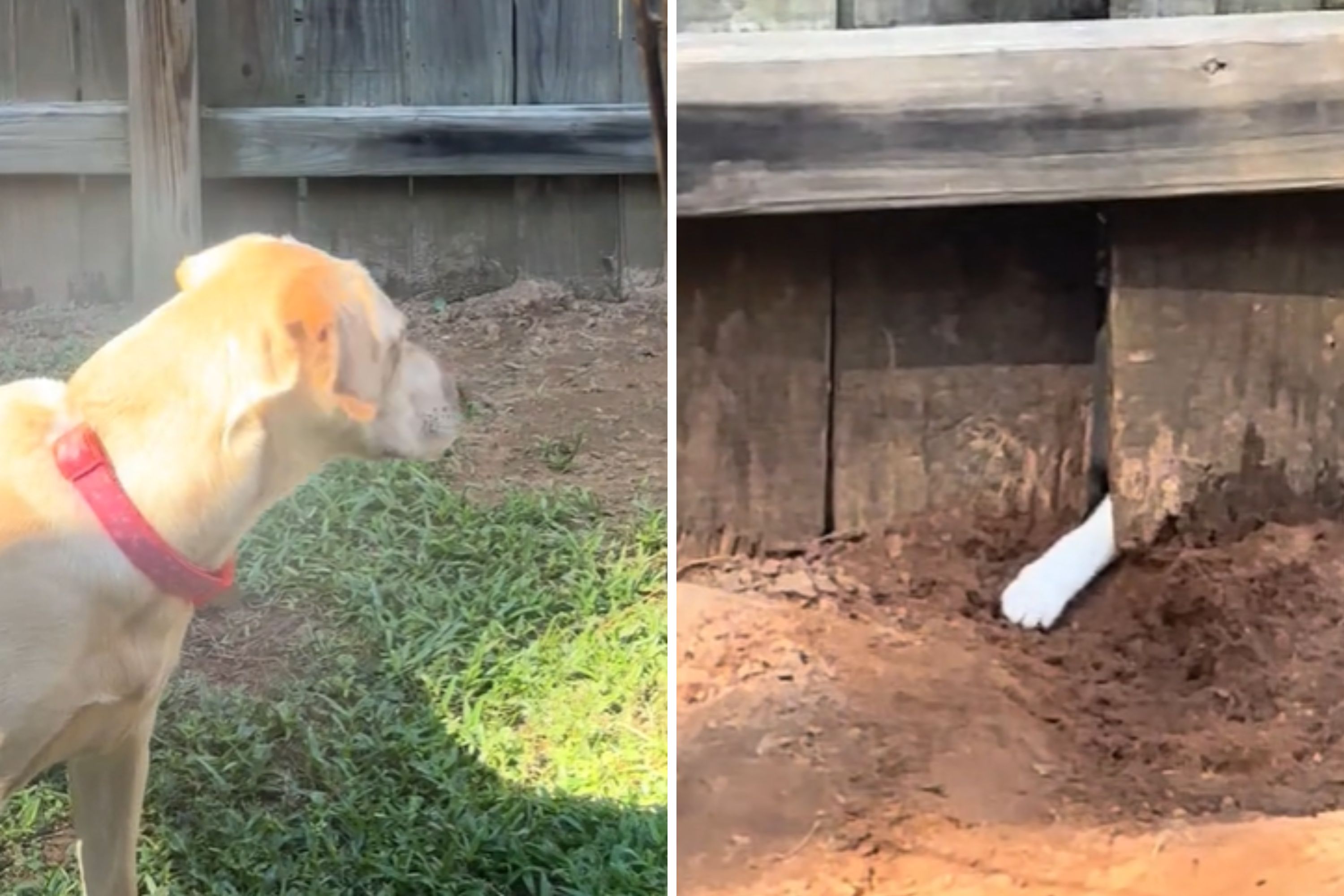 A TikTok video shows how a pet owner discovered why her dog was digging a hole near a fence. (@savmaccontiktok/TikTok)