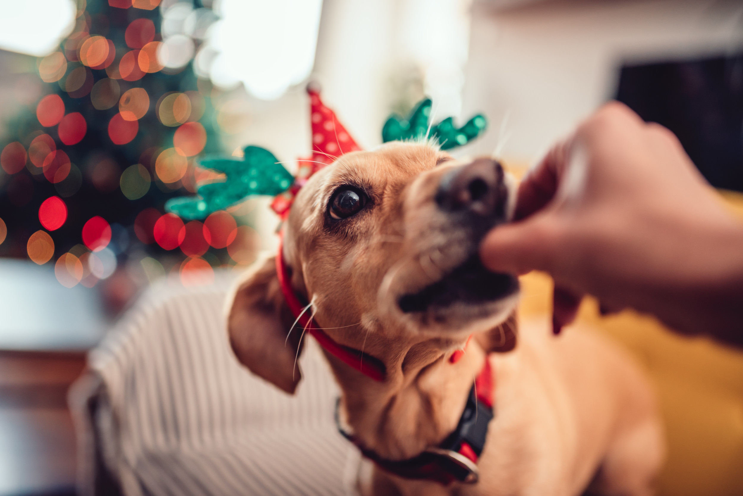 Don’t Feed Your Dog These Festive Treats This Christmas