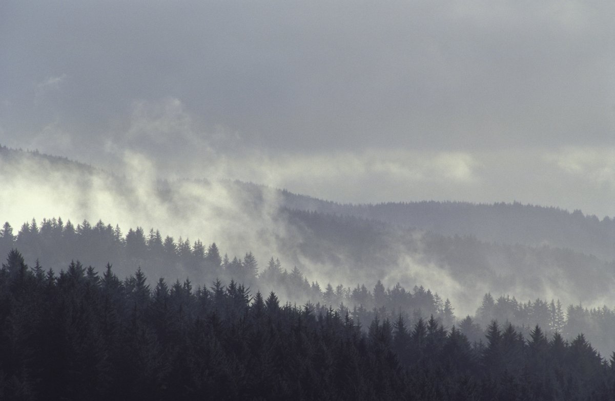 Mystery 'UFOs' Were Observed over Siuslaw Forest