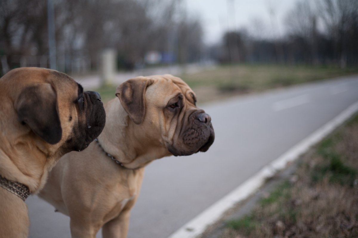 mastiffs on a walk