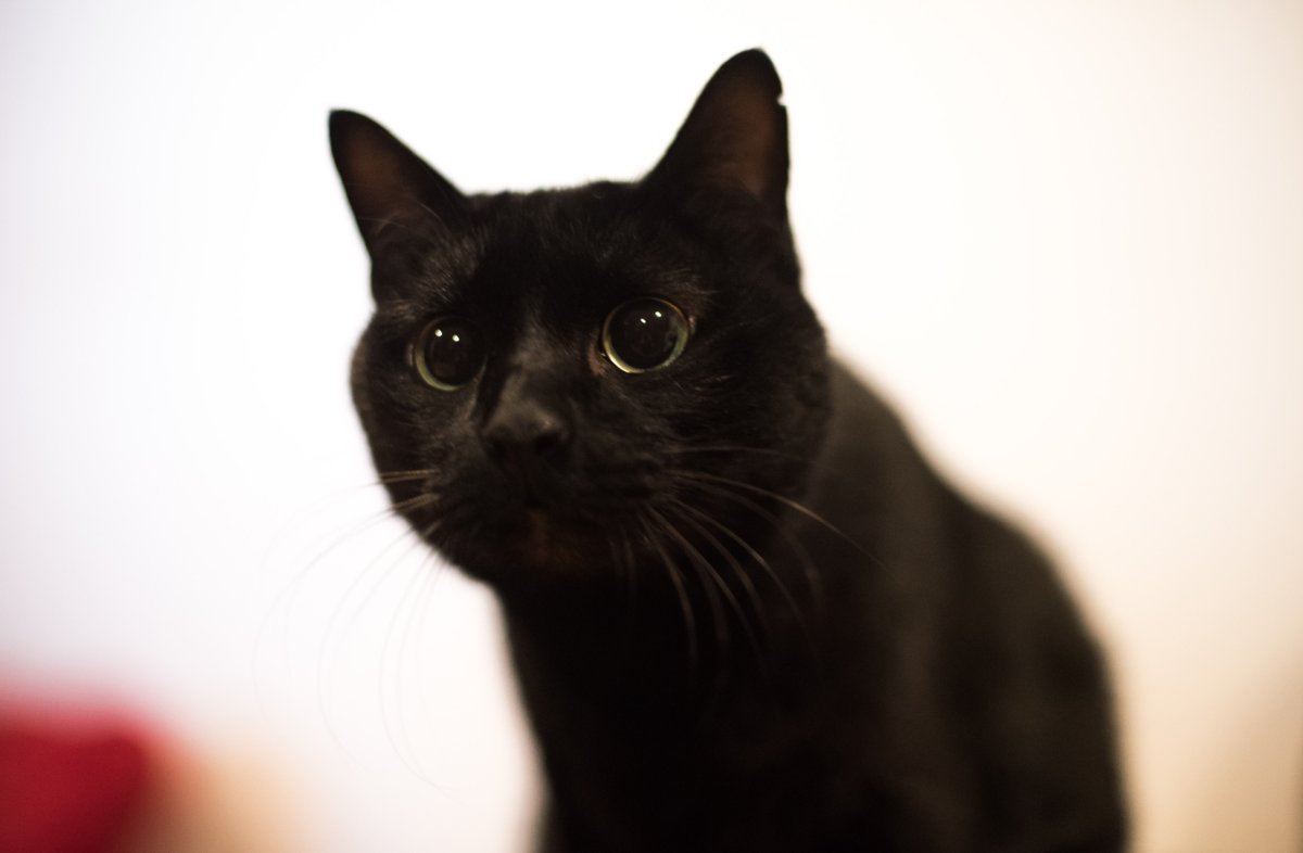 cat concentrate to attack