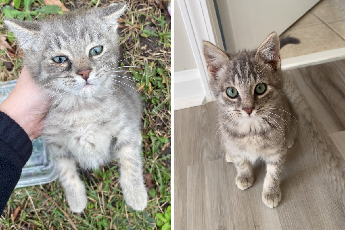 The abandoned kitten.