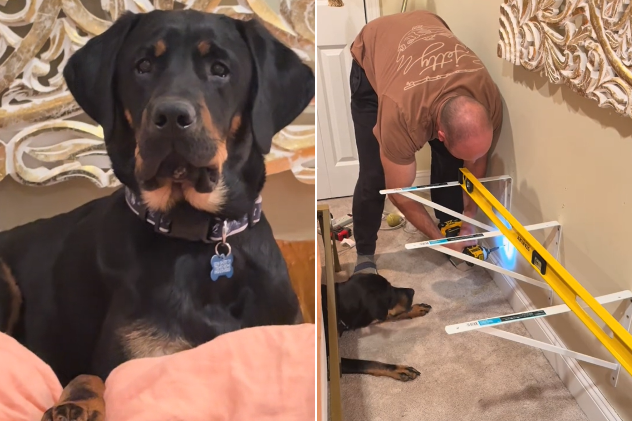 Dog Owners Build a Bed Extension Just for Their Labrador to Sleep on—'King'