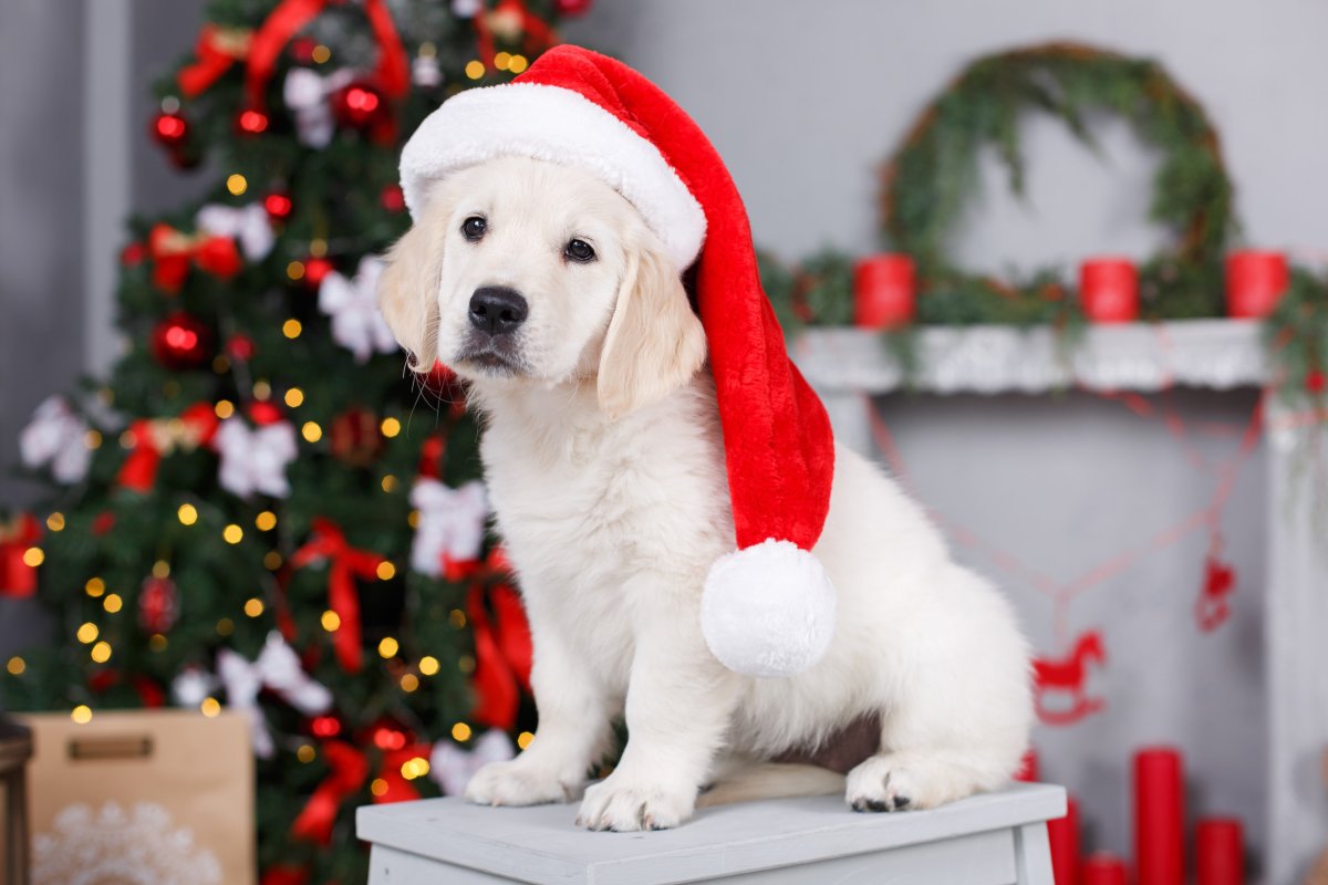 Golden retriever puppy wearing Christmas hat.